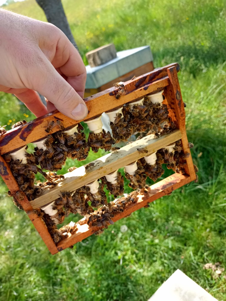 Élevage de reines par picking au Rucher du Pillier, Châteauneuf Loire 42
